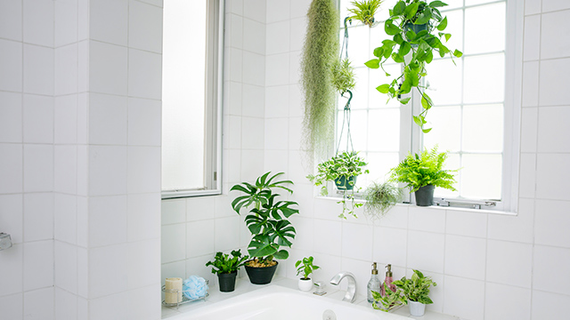 あさイチ バスルームを緑の楽園に お風呂場に適している観葉植物これだった コトリモーネ
