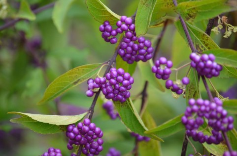 あさイチ 可憐な紫の実がなる木 ムラサキシキブとは 初心者でも育てやすいコムラサキは鉢が人気 コトリモーネ